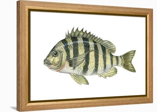 Sheepshead (Archosargus Probatocephalus), Fishes-Encyclopaedia Britannica-Framed Stretched Canvas