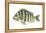 Sheepshead (Archosargus Probatocephalus), Fishes-Encyclopaedia Britannica-Framed Stretched Canvas