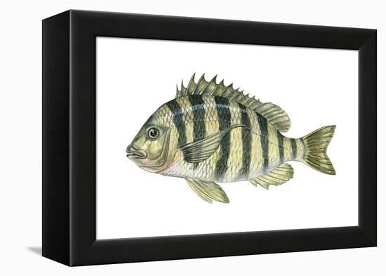 Sheepshead (Archosargus Probatocephalus), Fishes-Encyclopaedia Britannica-Framed Stretched Canvas