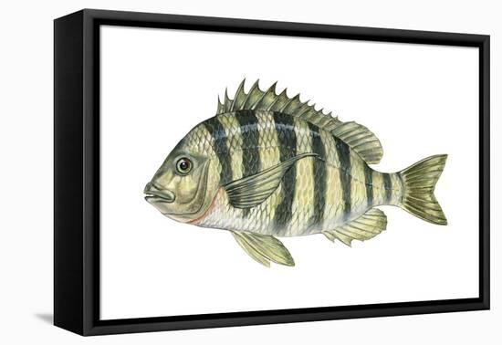 Sheepshead (Archosargus Probatocephalus), Fishes-Encyclopaedia Britannica-Framed Stretched Canvas