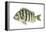 Sheepshead (Archosargus Probatocephalus), Fishes-Encyclopaedia Britannica-Framed Stretched Canvas