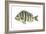 Sheepshead (Archosargus Probatocephalus), Fishes-Encyclopaedia Britannica-Framed Art Print