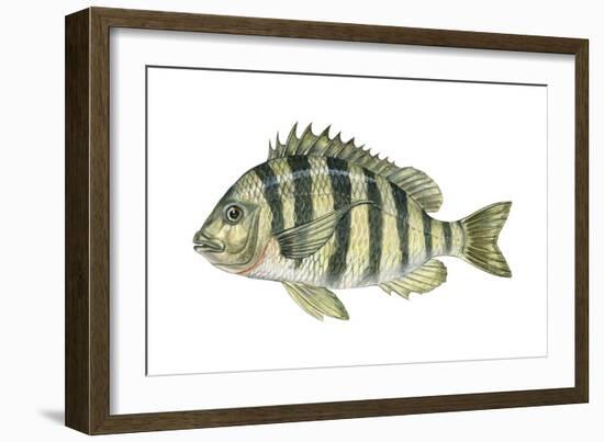 Sheepshead (Archosargus Probatocephalus), Fishes-Encyclopaedia Britannica-Framed Art Print