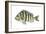 Sheepshead (Archosargus Probatocephalus), Fishes-Encyclopaedia Britannica-Framed Art Print