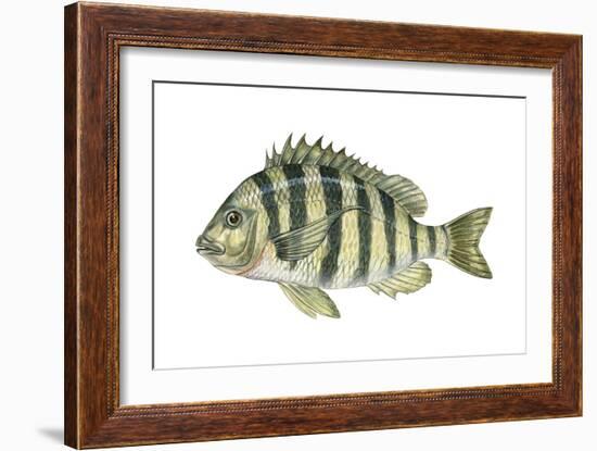 Sheepshead (Archosargus Probatocephalus), Fishes-Encyclopaedia Britannica-Framed Art Print