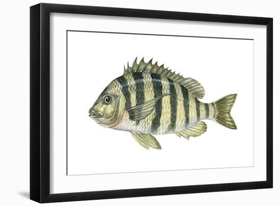 Sheepshead (Archosargus Probatocephalus), Fishes-Encyclopaedia Britannica-Framed Art Print