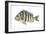 Sheepshead (Archosargus Probatocephalus), Fishes-Encyclopaedia Britannica-Framed Art Print