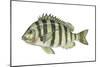 Sheepshead (Archosargus Probatocephalus), Fishes-Encyclopaedia Britannica-Mounted Art Print