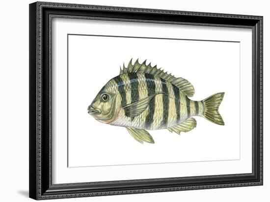 Sheepshead (Archosargus Probatocephalus), Fishes-Encyclopaedia Britannica-Framed Art Print