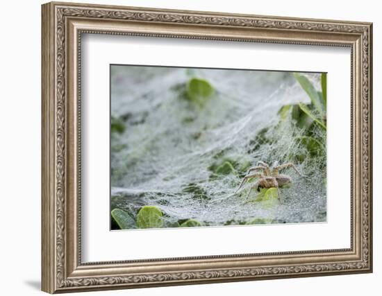 Sheet Spiders with Webs, Los Angeles, California-Rob Sheppard-Framed Photographic Print