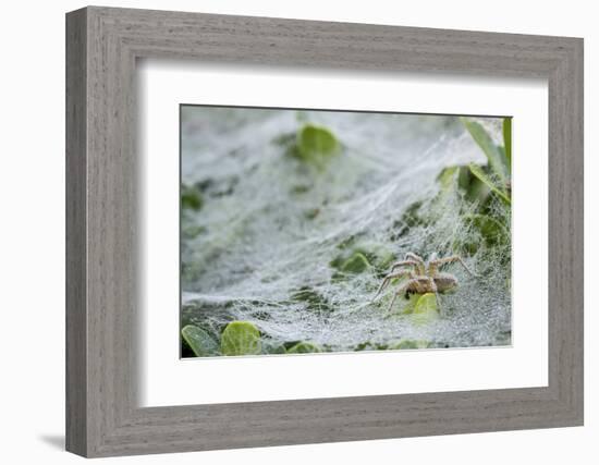 Sheet Spiders with Webs, Los Angeles, California-Rob Sheppard-Framed Photographic Print