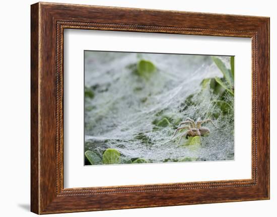 Sheet Spiders with Webs, Los Angeles, California-Rob Sheppard-Framed Photographic Print