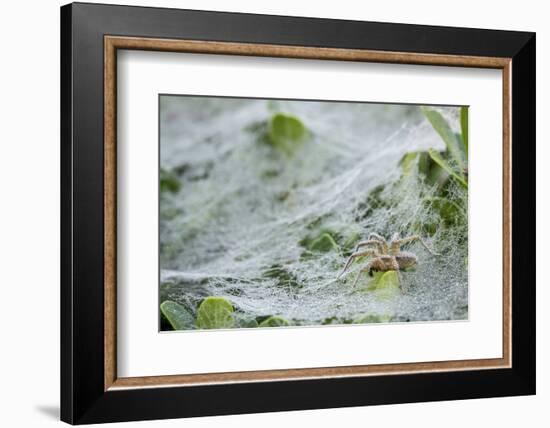 Sheet Spiders with Webs, Los Angeles, California-Rob Sheppard-Framed Photographic Print