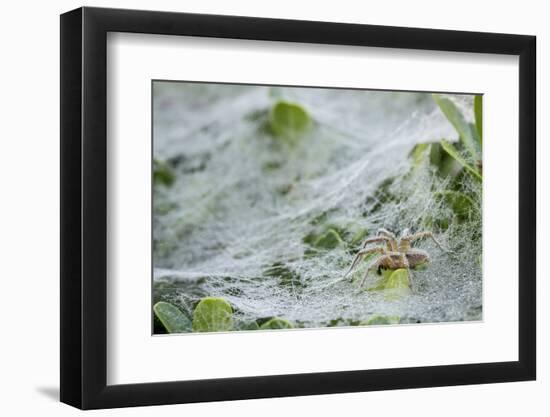 Sheet Spiders with Webs, Los Angeles, California-Rob Sheppard-Framed Photographic Print