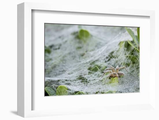 Sheet Spiders with Webs, Los Angeles, California-Rob Sheppard-Framed Photographic Print