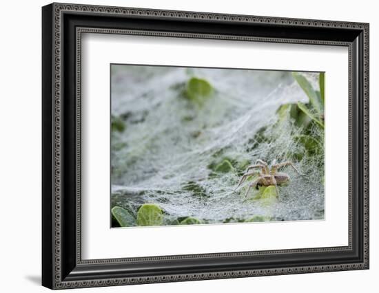 Sheet Spiders with Webs, Los Angeles, California-Rob Sheppard-Framed Photographic Print