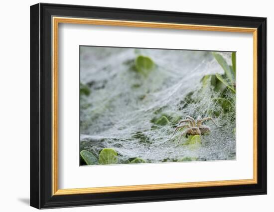 Sheet Spiders with Webs, Los Angeles, California-Rob Sheppard-Framed Photographic Print