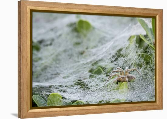 Sheet Spiders with Webs, Los Angeles, California-Rob Sheppard-Framed Premier Image Canvas