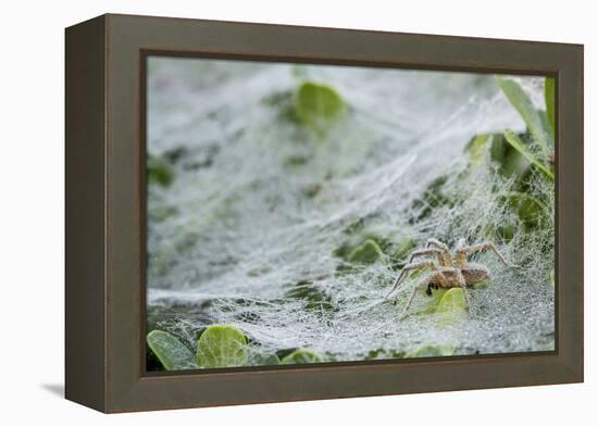 Sheet Spiders with Webs, Los Angeles, California-Rob Sheppard-Framed Premier Image Canvas