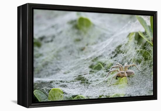 Sheet Spiders with Webs, Los Angeles, California-Rob Sheppard-Framed Premier Image Canvas