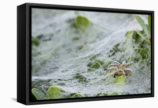 Sheet Spiders with Webs, Los Angeles, California-Rob Sheppard-Framed Premier Image Canvas