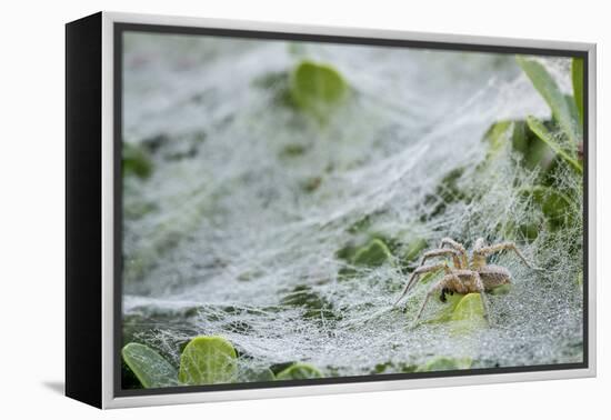 Sheet Spiders with Webs, Los Angeles, California-Rob Sheppard-Framed Premier Image Canvas