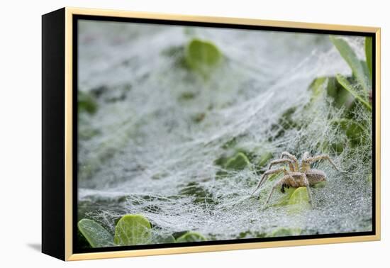 Sheet Spiders with Webs, Los Angeles, California-Rob Sheppard-Framed Premier Image Canvas