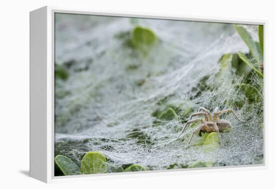 Sheet Spiders with Webs, Los Angeles, California-Rob Sheppard-Framed Premier Image Canvas