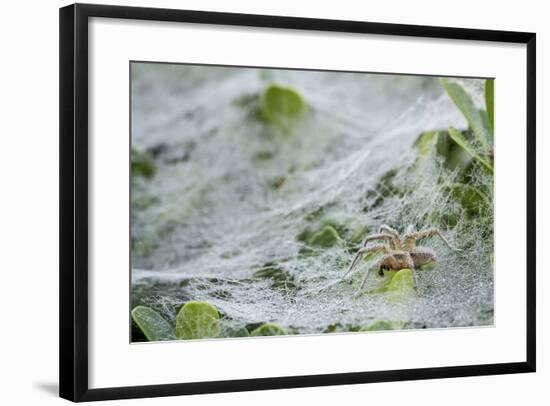 Sheet Spiders with Webs, Los Angeles, California-Rob Sheppard-Framed Photographic Print