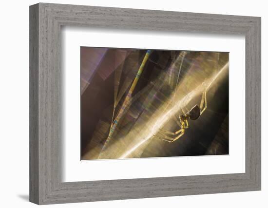 Sheetweb Weaving Spider (Linyphiidae) in Web at Sunset-Alex Hyde-Framed Photographic Print