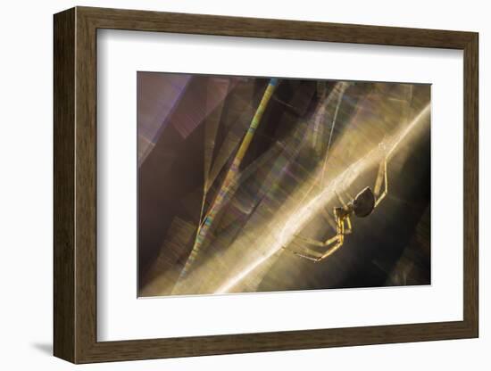 Sheetweb Weaving Spider (Linyphiidae) in Web at Sunset-Alex Hyde-Framed Photographic Print