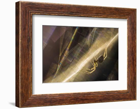 Sheetweb Weaving Spider (Linyphiidae) in Web at Sunset-Alex Hyde-Framed Photographic Print