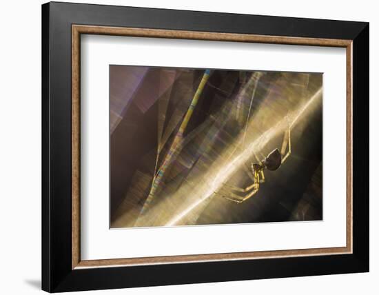 Sheetweb Weaving Spider (Linyphiidae) in Web at Sunset-Alex Hyde-Framed Photographic Print