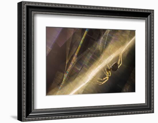 Sheetweb Weaving Spider (Linyphiidae) in Web at Sunset-Alex Hyde-Framed Photographic Print