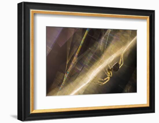 Sheetweb Weaving Spider (Linyphiidae) in Web at Sunset-Alex Hyde-Framed Photographic Print