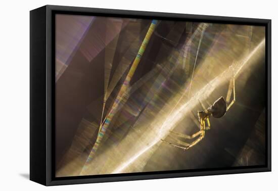 Sheetweb Weaving Spider (Linyphiidae) in Web at Sunset-Alex Hyde-Framed Premier Image Canvas