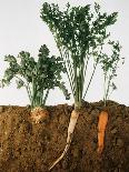 Celeriac, Parsley, Carrot (In Soil, Root and Leaves Visible)-Sheffer Visual Photos-Framed Premier Image Canvas