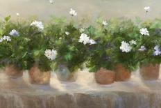 White Geraniums-Sheila Finch-Art Print