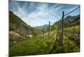 Photographic Print