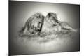 Photographic Print