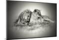 Photographic Print