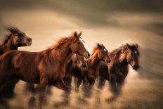 Running Horses, Blur and Flying Manes-Sheila Haddad-Photographic Print
