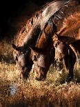 Two White Horses of Camargue, French, Nuzzling-Sheila Haddad-Photographic Print