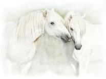 Two White Horses of Camargue, French, Nuzzling-Sheila Haddad-Photographic Print