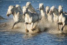 White Horses of Camargue, France, Running in Blue Mediterranean Water-Sheila Haddad-Photographic Print