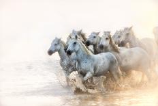 Horses running, kicking up dust at sunrise-Sheila Haddad-Framed Premium Photographic Print