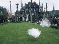 White Peacocks in Front of Folly, Isola Bella, Lake Maggiore, Piedmont, Italy-Sheila Terry-Photographic Print