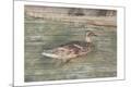 Premium Giclee Print