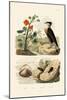 Shell, 1833-39-null-Mounted Giclee Print