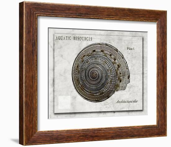 Shell: Architectonicidae, Staircase Shell-Christine Zalewski-Framed Art Print